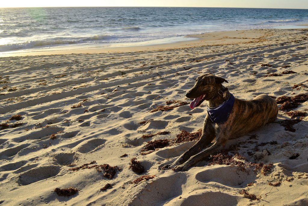 HomeAway pet-friendly