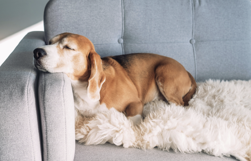 pet-friendly