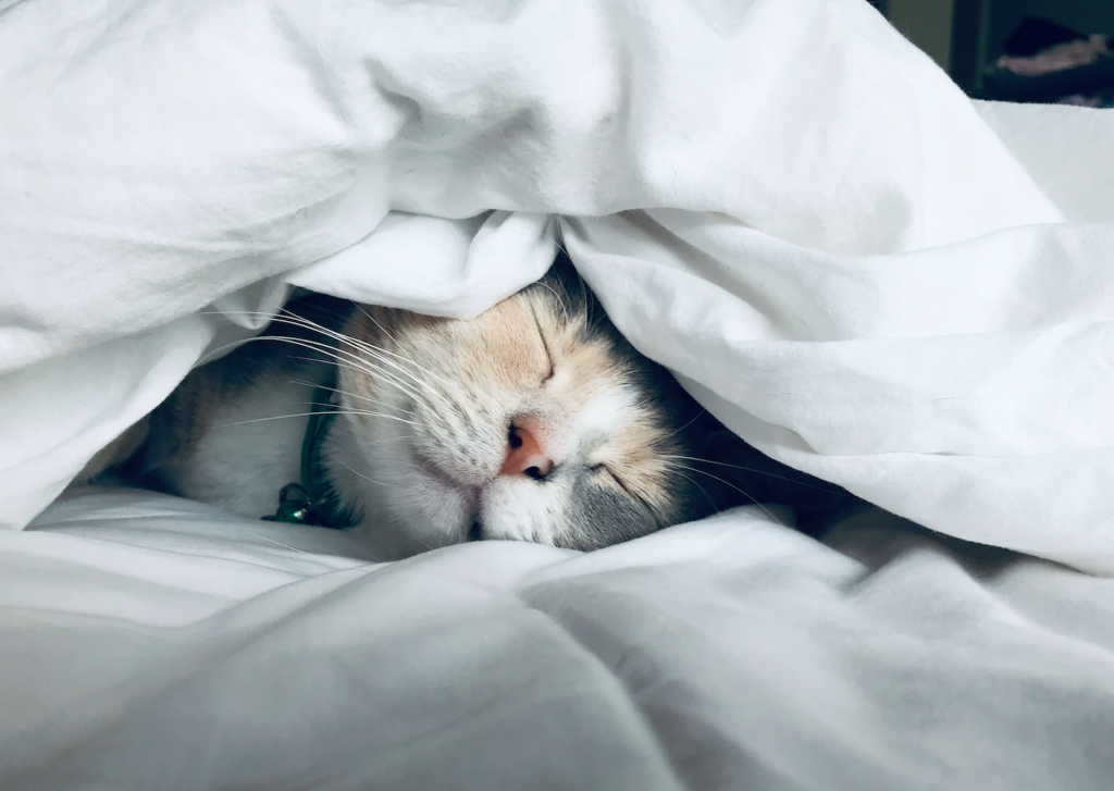 Homes & Villas by Marriott partners with Petco for pet-friendly stays